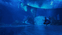 a person is taking a picture of a fish tank