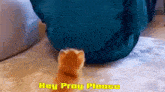 a kitten is walking towards a person with the words hey pray please written above it