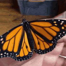 Buttefly Images GIF - Buttefly Images GIFs