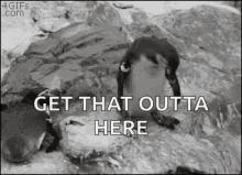 Get That Outta Here Penguin GIF - Get That Outta Here Penguin GIFs