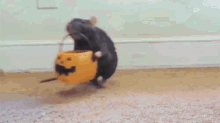 Rat Halloween GIF