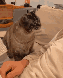 Cute Cat GIF - Cute Cat Cuddle GIFs