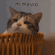 Mewo GIF - Mewo GIFs