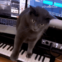 playing piano the pet collective look stare teach me