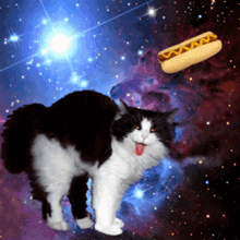 Space Kitten GIF - Space Kitten Cat GIFs