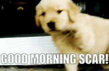 Good Morning Scar Dog GIF - Good Morning Scar Dog Cute GIFs