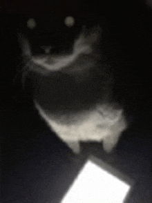 Soulless Kitty GIF - Soulless Kitty GIFs