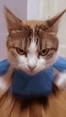 Angry Cat Cat GIF - Angry Cat Cat Cute Cat GIFs