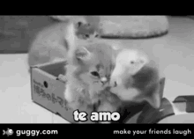 Te Amo I Love You GIF - Te Amo I Love You Cats GIFs