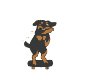 Dog Skateboard GIF - Dog Skateboard Rottweiler GIFs