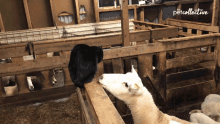 Play Fight The Pet Collective GIF - Play Fight The Pet Collective Goat GIFs