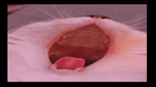 a close up of a white cat 's mouth with its tongue sticking out