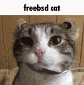 Cat Cta GIF - Cat Cta Freebsd GIFs