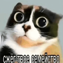 a black and white cat with big eyes is looking at the camera with a foreign language caption .