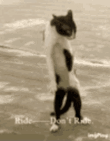 Ride Or GIF - Ride Or Die GIFs