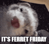 Ferret Friday GIF - Ferret Friday Ferret Friday GIFs
