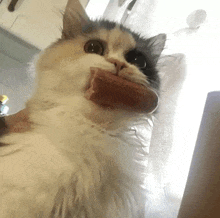 Cat Sausage GIF - Cat Sausage GIFs