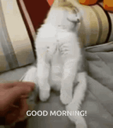 Good Morning Good Morning Cat GIF - Good Morning Good Morning Cat Cat GIFs