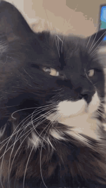 cat judging meme black squint｜TikTok Search