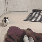 a dog laying on a blanket next to a rabbit on the floor