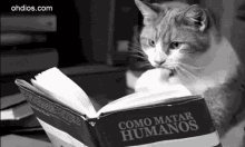 Reading Cats GIF - Reading Cats Cat GIFs