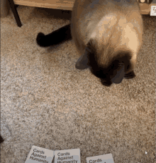 Cat You GIF - Cat You Cards Against Humanity GIFs