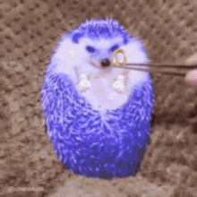 Hedgehog Cute GIF - Hedgehog Cute Eat GIFs