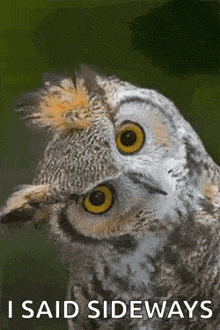 a close up of an owl with a funny face and the words `` i said sideways '' .