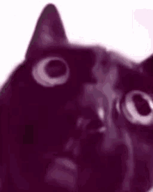 Cat Blackcat GIF