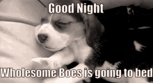 wholesome boes good night