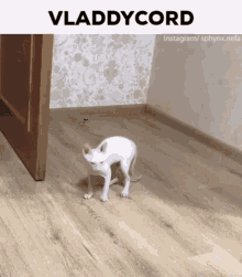 Vladdy Discord GIF - Vladdy Discord Vladdycord GIFs