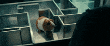 a brown and white guinea pig is in a maze