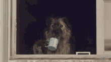 Dogs Drinking GIF - Dogs Dog Drinking GIFs