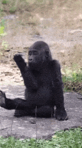a baby gorilla is sitting on a concrete surface with its paws up .