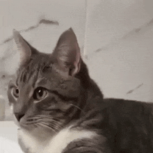 Cat Turns Its Head GIF - Cat Turns Its Head GIFs