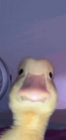 a close up of a duck 's face looking at the camera with a fan in the background .