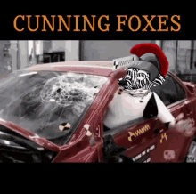 cunningfoxes cunning foxes fox foxs