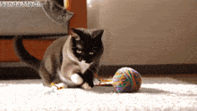 a cat is playing with a ball of yarn with the words sanda media visible in the corner