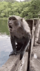 мавпа зроз GIF - мавпа зроз Monkey GIFs