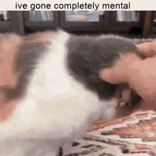Mental Cat GIF - Mental Cat GIFs