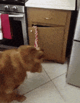 a dog standing in front of a stove and a cabinet
