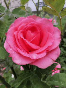 Rose Love GIF