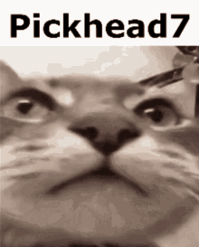 Pickhead7 Cat GIF - Pickhead7 Cat Stare GIFs