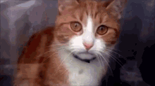 Gato Triste GIF - Cat Sad GIFs