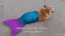 Corgi Mermaid GIF - Corgi Mermaid GIFs