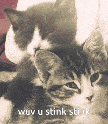 Cats Love Wuv U GIF - Cats Love Wuv U Stink Stink GIFs