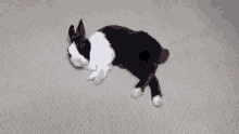 Pipkin Rude GIF - Pipkin Rude Pipkin Rabbit GIFs
