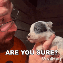 Are You Sure Heeler Puppy GIF - Are You Sure Heeler Puppy Viralhog GIFs