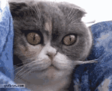 Cat Excited GIF - Cat Excited Dilated GIFs