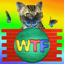 Wtf Wtf Is Going On GIF - Wtf Wtf Is Going On What Is Going On GIFs